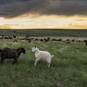 91国内视频在线观看
